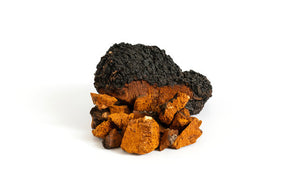 Chaga Mushroom