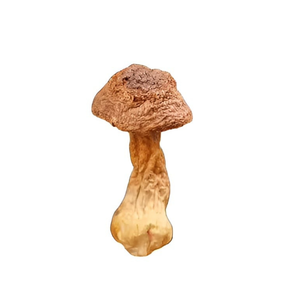 Royal Sun Mushroom