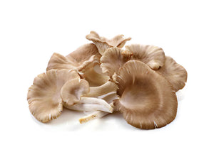 Oyster Mushroom