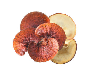 Reishi Mushroom