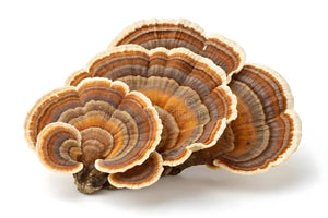Turkey Tail Mushroom